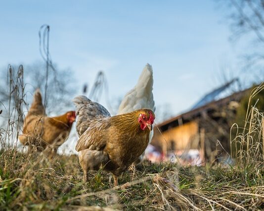 Czy kury muszą mieć światło w nocy?